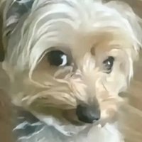 crazyyyy544 (@crazyyyy5460983) 's Twitter Profile Photo