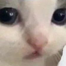 SOULsTWIOM's profile picture. CharlottesLocket on Tumblr.
I enjoy Corestrings a normal amount.
they/them. NO MINORS.