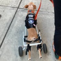 Shecks (@shecks) 's Twitter Profile