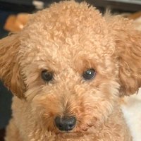 えすくぅ (@tyatyapapa) 's Twitter Profile