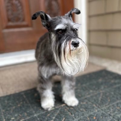 I’m a little mini schnauzer. My favorite things are food, sniffing and exploring new places #SchnauzerGang #ZSHQ Instagram @milliesniffosaurus