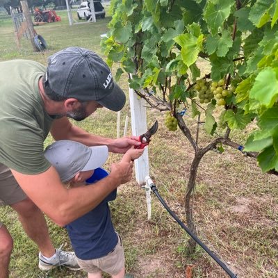 I grow wine grapes in gulf coast Texas