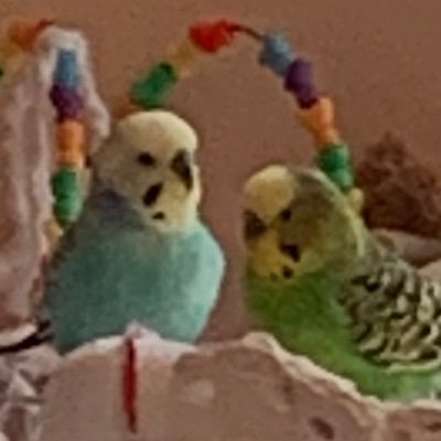 Budgies who love JK Rowling and her Strike series.  More clever than both Bluey and Billy-Bob.  But unlike Bungy of the Five Feathers, we don’t water-ski.