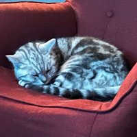 は (@hayaken_pad) Twitter profile photo