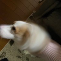 gimei (@gimeitsukawanai) Twitter profile photo
