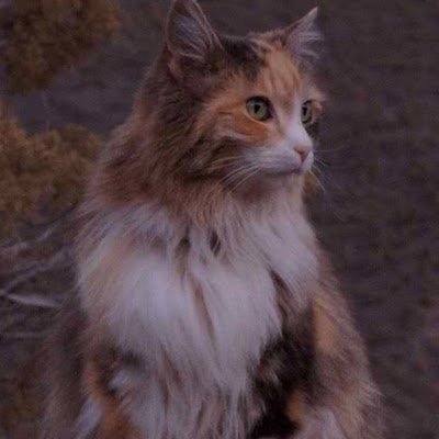 KirtHasDied's profile picture. #Nerva for the top!