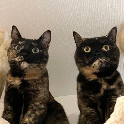 にゃんさん オヨネコぶーにゃん(しあわせさん) 7 (フラワーコミックス