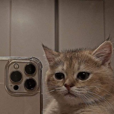 marksmellown's profile picture. What do you call your Cat? 😼