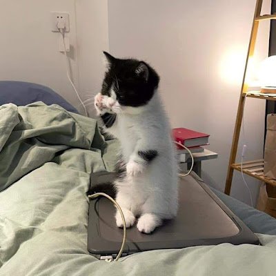 DanishF66478339's profile picture. 