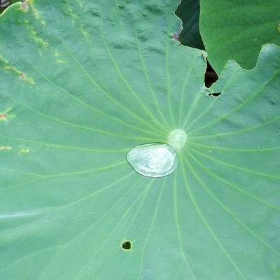 乗り物,樹木,草花などをtweetします.メンタルなどの諸事情により,早めにtweetを削除します.ご容赦お願いします🙇♂️⤵️.
UFOなどは→ (@hiroshiyamag)へ.