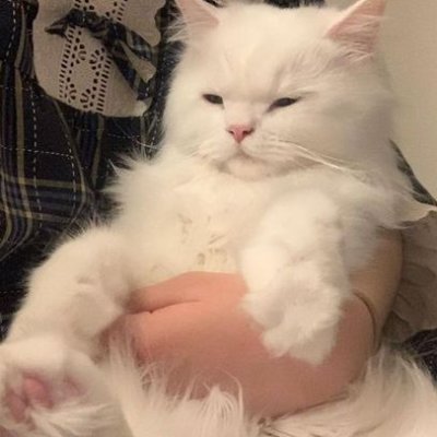 montmartrematin's profile picture. cortis . 마틴 .