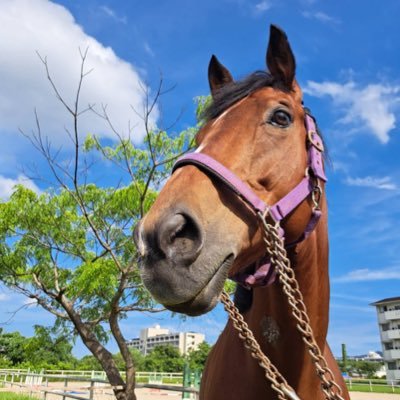 宮崎大学馬術部/そらまめ/鹿🦌/兎🐇/ヤンチャな男の子/10歳/アリア姐さんに片想い/実はツンデレ