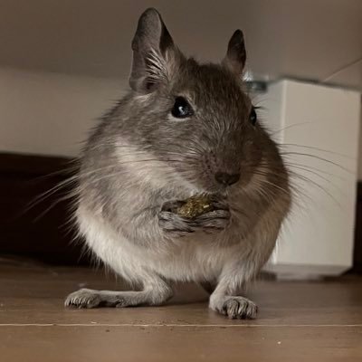 tumomasa's profile picture. そーです。 私がアウトローな看護師さんです。 デグー ♀ 2023.0618お迎え🐀 ♂2024.0627お迎え🐀 ONE OK ROCK ✴︎HANA✴︎RIZE✴︎その他邦ロック好き