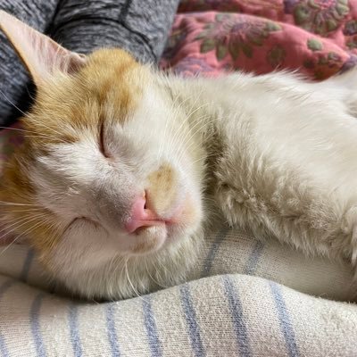 susiezhang1717's profile picture. 