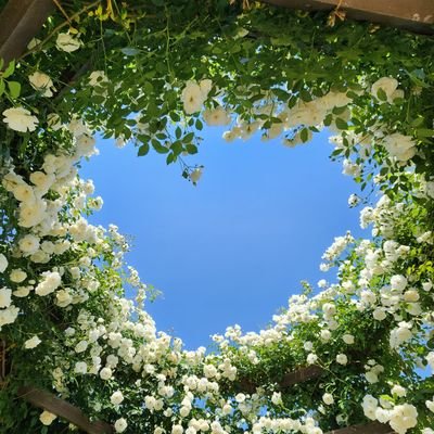 RON85586's profile picture. 