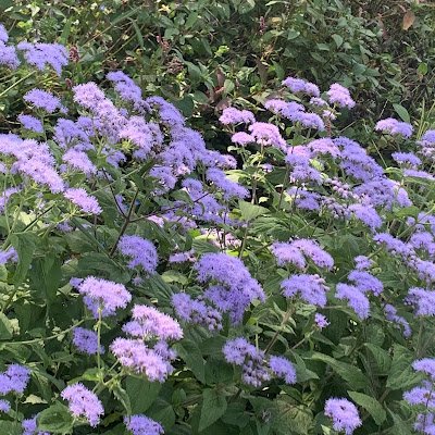 Toadsworth714's profile picture. 