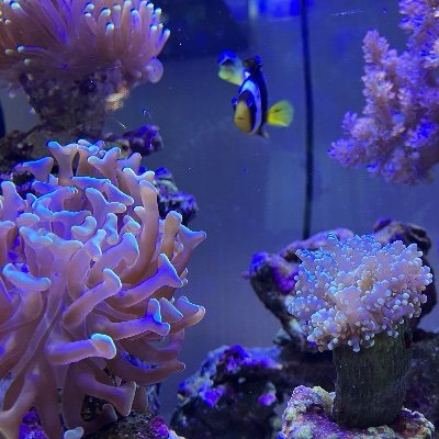 2021.11からアクアリウム開始🐠 みなさんのツイートでお勉強させてもらってます✨ 無言フォロー失礼します💦 アクアリウム用ですが2024.4にインコちゃんお迎えする事になり沼ってます❤️よろしくお願いします🙇