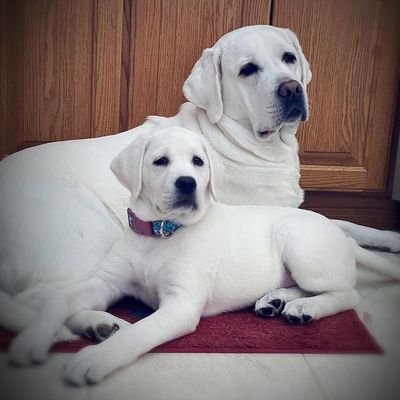 👉 Welcome to @retri78183 🐕 We share daily #Labrador Contents  🐾 Follow us if you really love Labrador Retriever