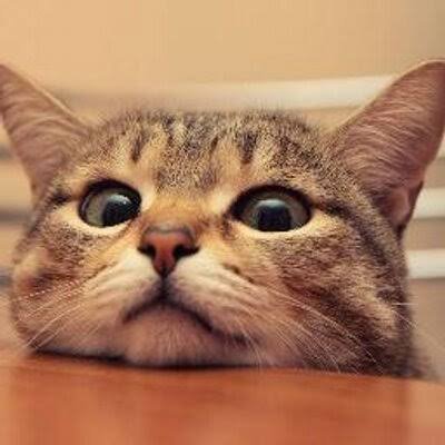 ペット用品のお得情報共有。このアカウントのツイートをRTする事でより多くの人と相互関係を築く事が出来ます
#相互フォロー #相互フォロー100 #フォロー #フォロワー #フォロバ #follow #followme
「https://t.co/5beedg1xus アソシエイト」利用中。
