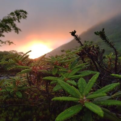 北海道倶知安在住
自然、料理大好き。
盆栽、山野草、高山植物に夢中
豆盆栽、ミニ盆栽専門
たまーーに中品、小品
マニアックな人と繋がりたい!
宜しくお願い致します🙇
https://t.co/GFKtrIde9D