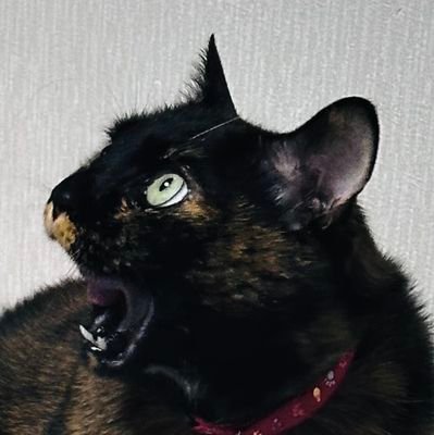 rHKD8tn7Hred4Hu's profile picture. عيشة في مصر حاجة تانية
エジプトいました