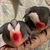 CDPR (@cdpr0330) 's Twitter Profile