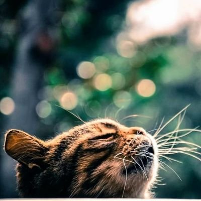 Tathiuss's profile picture. нσρє ιѕ тнє иσятн ѕтαя. ℓєт ιт gυι∂є уσυ💫
                          
 🇹🇷𐱅𐰇𐰼𐰰