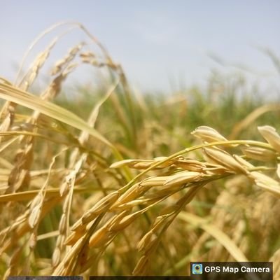 IDUHBONSKY's profile picture. 