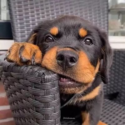 👉 Welcome to @Rottweiler19732
🐕 We share daily #Rottweiler contents
🐾 Follow us if you really love rottweiler