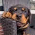 Rottweiler Lover Club (@Rottweiler19732) Twitter profile photo