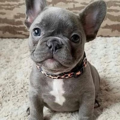 Welcome to @frenchie__lover 
🐕We share daily #frenchbulldog contents
🐾 Follow us if you really love french bulldogs