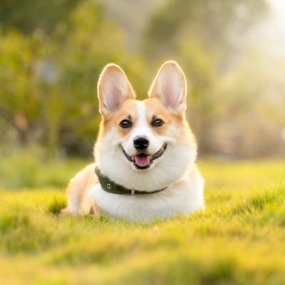 CORGICOMMU6926 Profile Picture