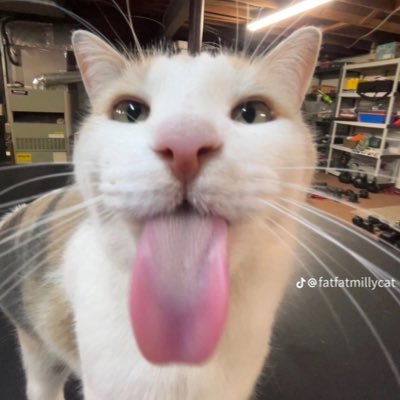 brochacho1212's profile picture. 