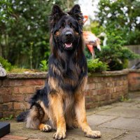 German Shepherd lovers City✨🇱🇷(@german_spd_zone) 's Twitter Profile Photo