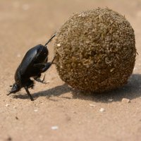 Frau Chamäleon (@frauchameleon) Twitter profile photo