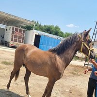 serficeli ekürisi (@yusuf092000) 's Twitter Profile