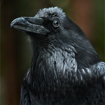 TheWildRaven Profile Picture