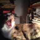 ginger jenkins - @Gingerbu - Twitter