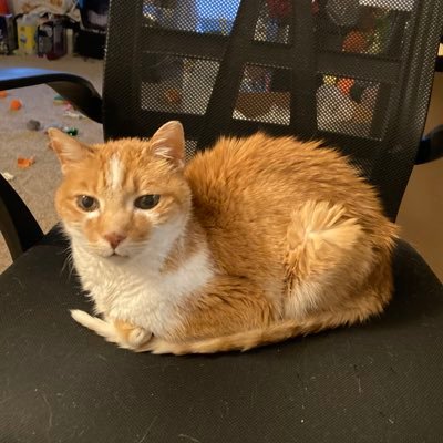 mr. dumpling 🐈🌈さんのプロフィール画像