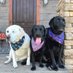 Turbo🌈 Tug🐕🦺 Tink🐕🦺 & Thump (The 3 T’s) (@tnflattop) Twitter profile photo Turbo🌈 Tug🐕🦺 Tink🐕🦺 & Thump (The 3 T’s) (@tnflattop) Twitter profile photo