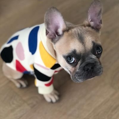 👉 Welcome to @lover_frenchie_ 
🐕 We share daily #FrenchBulldog Contents 🐾 Follow us if you really love French Bulldog