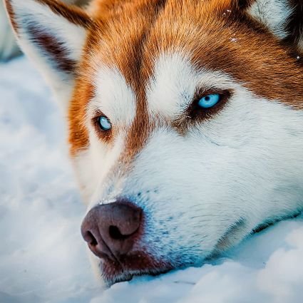 X Husky Profile