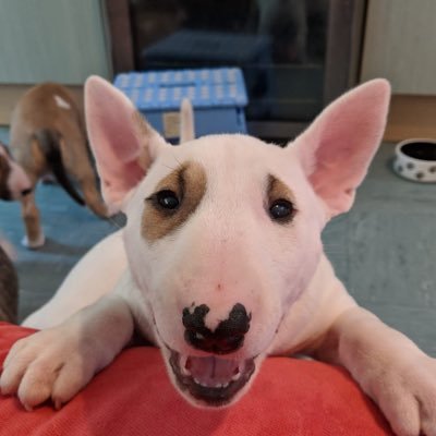 RipYourFaceOff1's profile picture. 