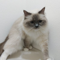 桃 (@momo_341) 's Twitter Profile