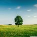 threegreentrees (@threegreentreez) Twitter profile photo threegreentrees (@threegreentreez) Twitter profile photo