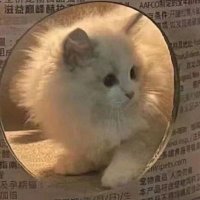 小猫 (@jssorn4) Twitter profile photo