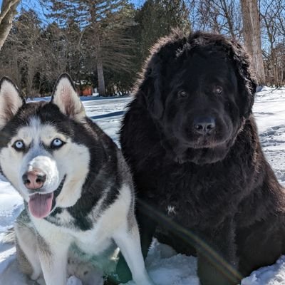 MichaelShortino's profile picture. want something done wrong? call this guy.
snap: mjs_driver .
insta: michaelshortino
#Trump2024