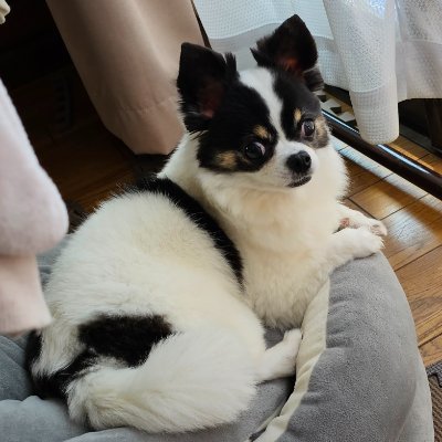 セルシス＠雷嫌いさんのプロフィール画像