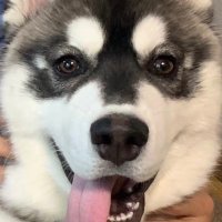 ウルリ♂ハスキー犬(@meteor_mayuge) 's Twitter Profile Photo