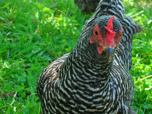 mbsteisslinger's profile picture. Integral Systems Biologist, interests: Commons Movement, Social Charters & Commons Trusts  http://t.co/QAX9b3QS7e, P2P, Permaculture, sustainability exchange